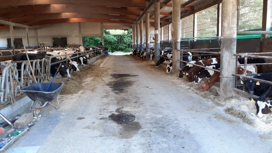 farma krava