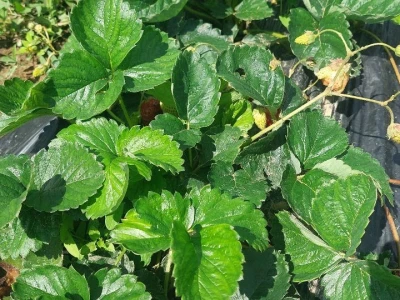 Jagode u plasteniku