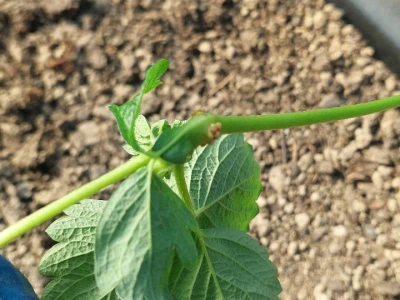 Jagode u plasteniku
