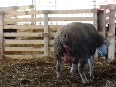 Janjenje ovaca