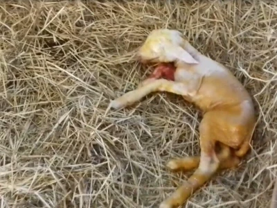Janjenje ovaca