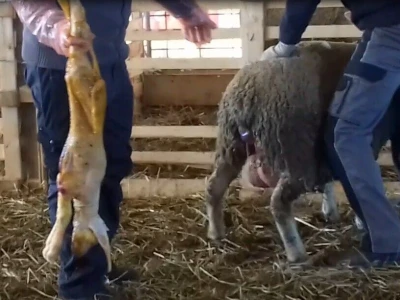 Janjenje ovaca