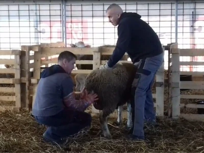Janjenje ovaca