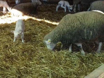 Janjenje ovaca