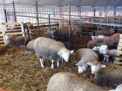 Janjenje ovaca