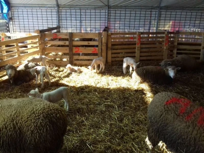 Janjenje ovaca