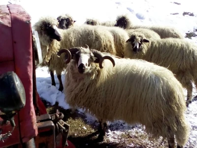 Kako do farme - Eso počeo s kozom, Željko s teletom