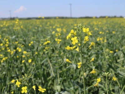 Kanada, velika zemlja rastućeg agrara