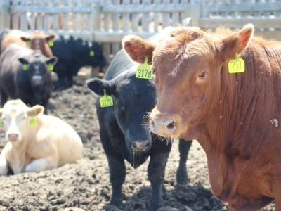 Kanada, velika zemlja rastućeg agrara