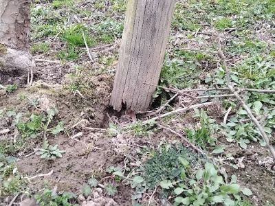 Kape na stablu Greni Smita