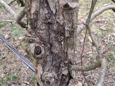 Kape na stablu Greni Smita