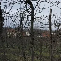 Kape na stablu Greni Smita