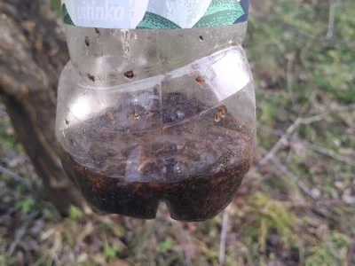 Klopke za insekte