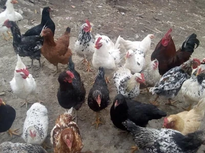 Koke su moja rehabilitacija i neću odustati od njih