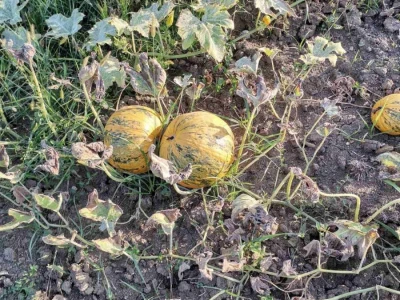 Konzumirajte zdravu hranu, poznatog sastava i porijekla
