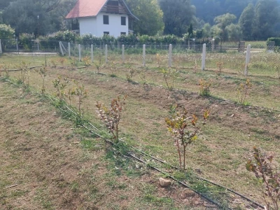 Korovi u borovnicama