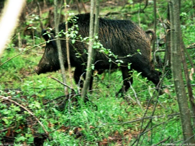Planina kozara bogata izvorima  pitke vode