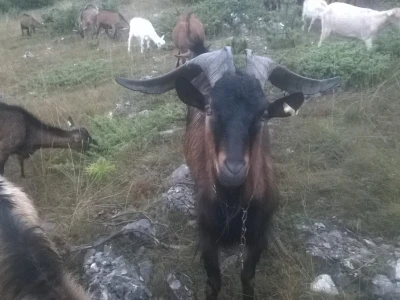 Uzgoj koza u Parku prirode Blidinje