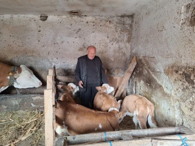 Krava Beba otelila četiri teleta