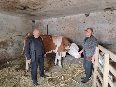 Krava Beba otelila četiri teleta