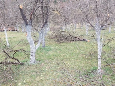 Krečenje voća