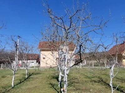 Krečenje voća