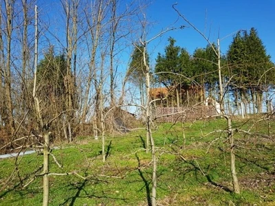 Stabla kruške sorta Santa Marija