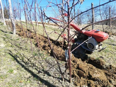 Kupinovo vino mladog Miroslava