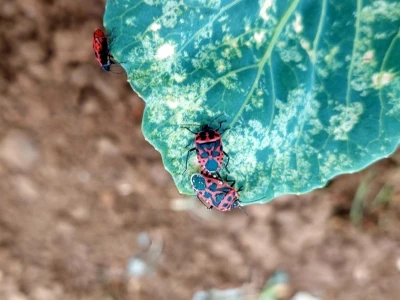 Kupusna stjenica