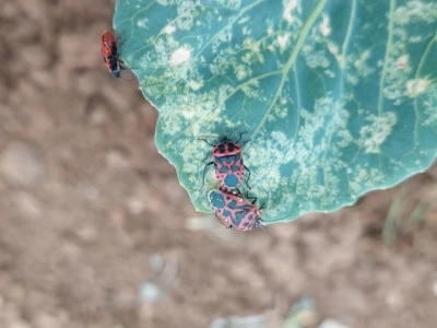 Kupusna stjenica