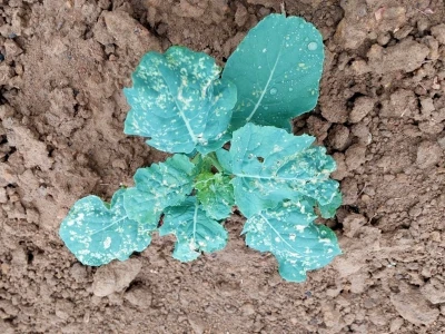 Kupusna stjenica