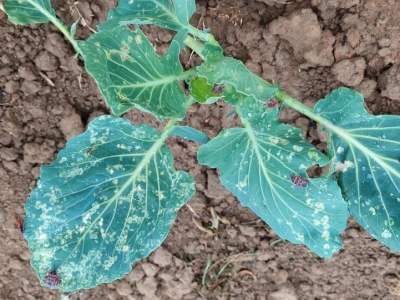 Kupusna stjenica