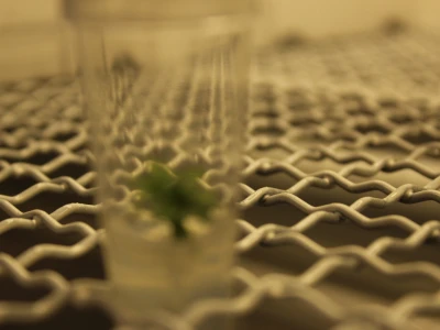 Labplant - najveći rasadnik borovnice u RH