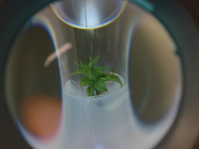 Labplant - najveći rasadnik borovnice u RH