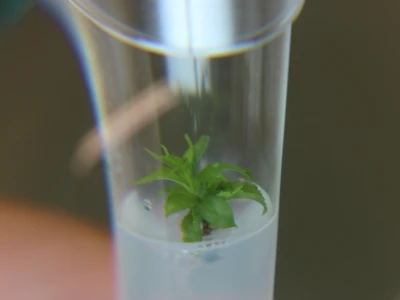Labplant - najveći rasadnik borovnice u RH