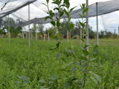 Labplant - najveći rasadnik borovnice u RH