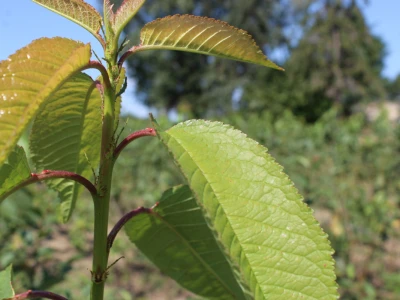 Labplant - najveći rasadnik borovnice u RH