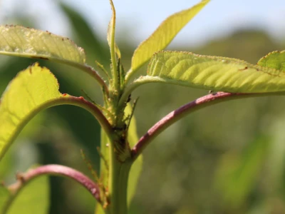 Labplant - najveći rasadnik borovnice u RH