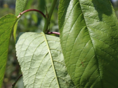 Labplant - najveći rasadnik borovnice u RH