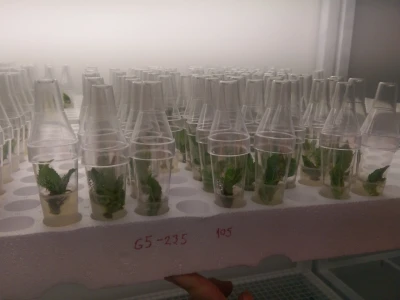 Labplant - najveći rasadnik borovnice u RH