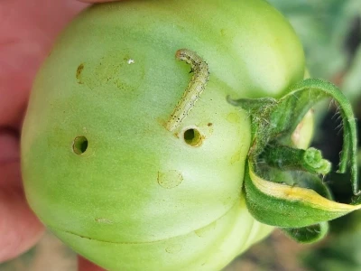Moljac paradajza