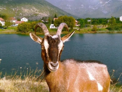 Berba šljive u Gradačcu