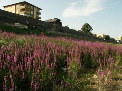 Lavanda