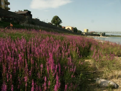 Lavanda
