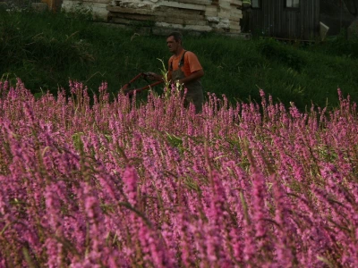 Lavanda