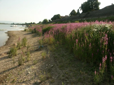 Lavanda