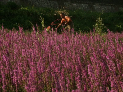 Lavanda