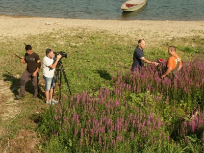 Lavanda