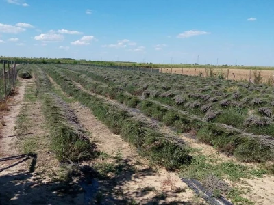 Lavanda kod Hržice