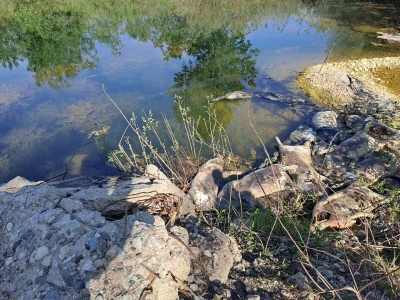 Leševi svinja uz korito rijeke Drine u mjestu Johovac